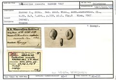 Karteikarte zum Holotyp von Triloculina cuneata Karrer, 1867
